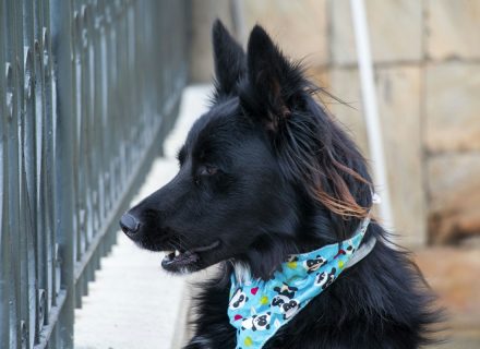 Dog wearing a bandana