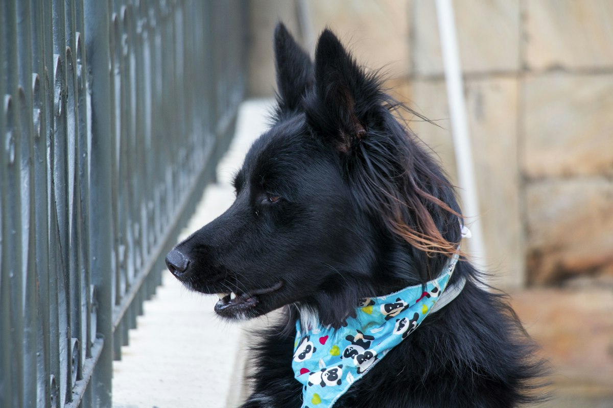 Dog wearing a bandana