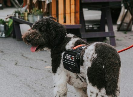 Dog wearing a harness outdoors
