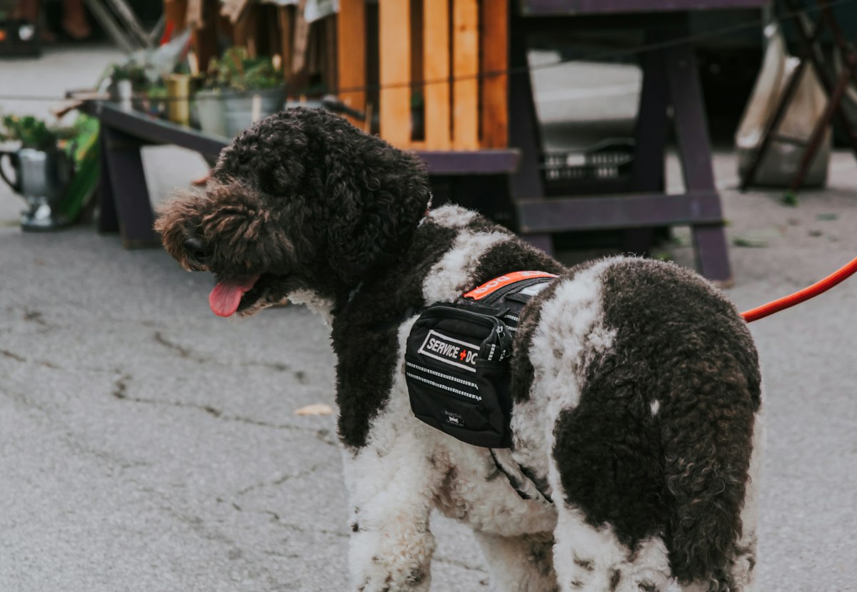 Dog wearing a harness outdoors
